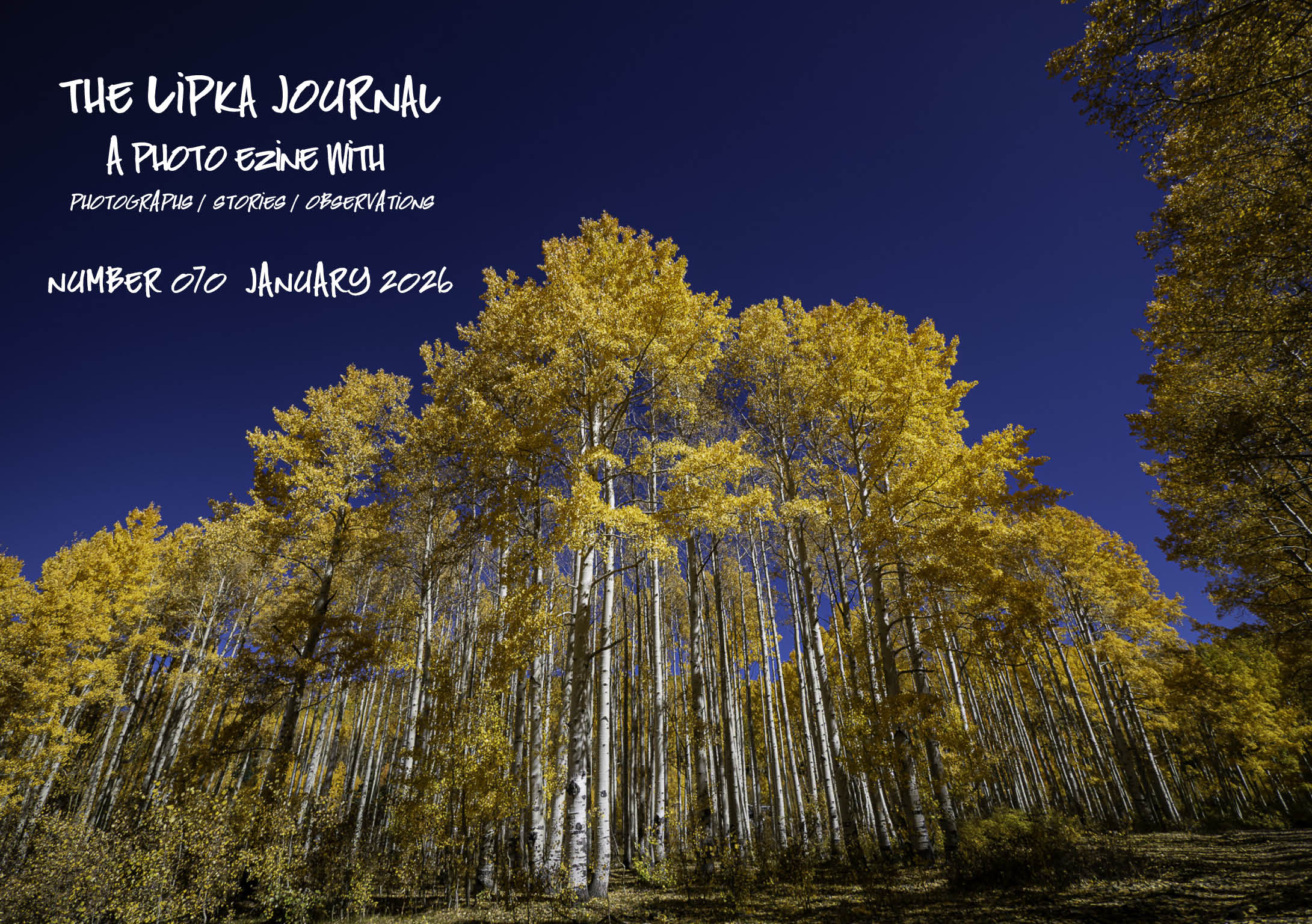 Curiosity of Craft, Cathedral of Aspens and Learning a Visual Language